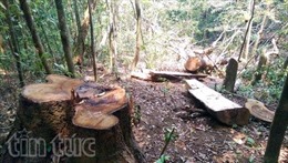 Kon Tum: Khởi tố vụ án phá rừng tại tiểu khu 502
